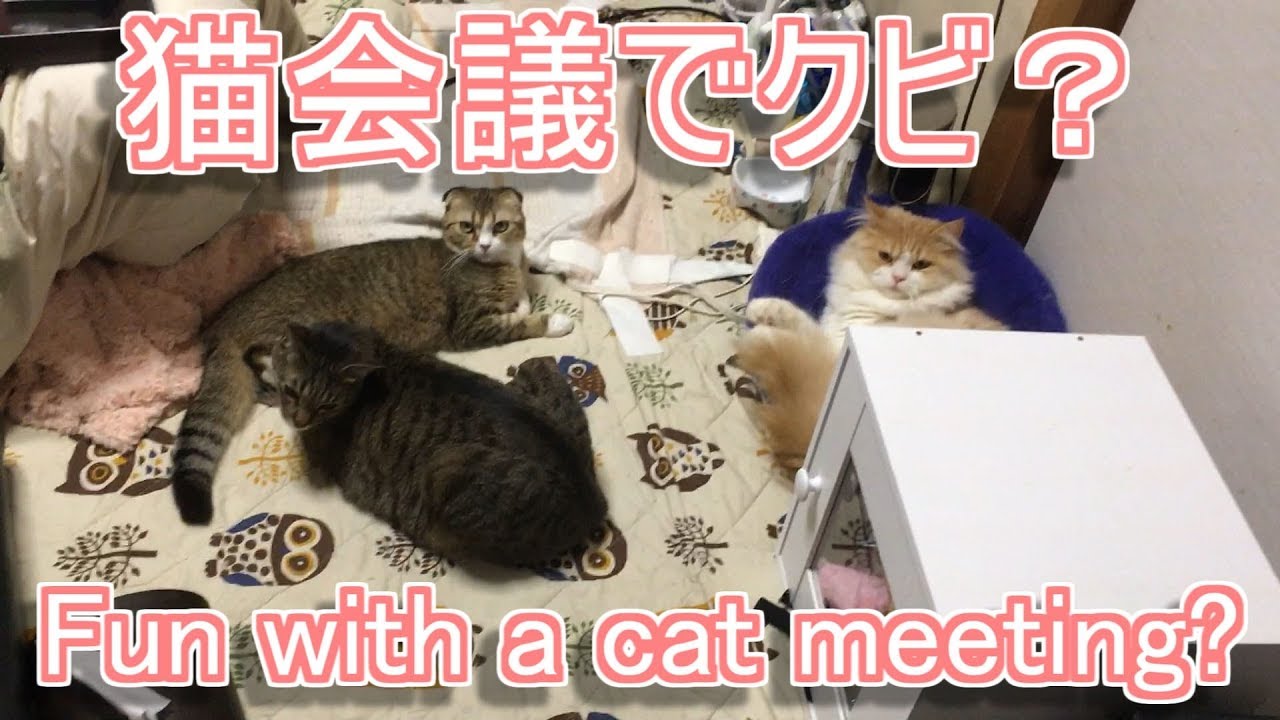 Topklik 猫会議 可愛い猫おもしろい動画 Cat Meeting Link T Co Ywkuguftab おすすめ おすすめ動画 おもしろ お勧め お薦め かわいい かわいい子猫 かわいい猫 たのしい ぬこ ねこ Cats T Co Jogpr1m9hp Twitter