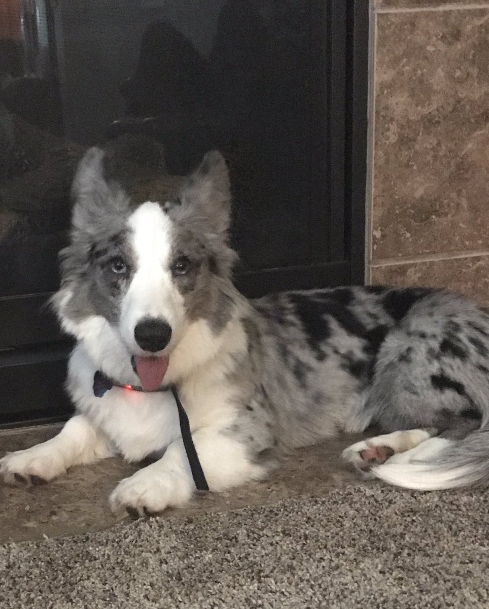 ZaydaHusky's tweet photo. This is my new sister Korra! #corgi #bigears #rescue 😊 https://t.co/pPuC9hLSdh