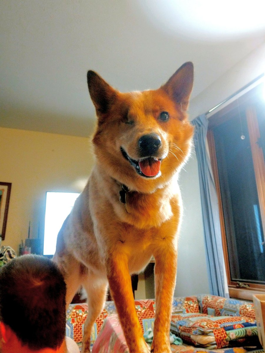 artfix's tweet photo. Lookitme lookitme lookitme!
Oh, you're trying to watch the tv?
Lookitme lookitme lookitme!
#dogtvtime https://t.co/PAolmzHnR8