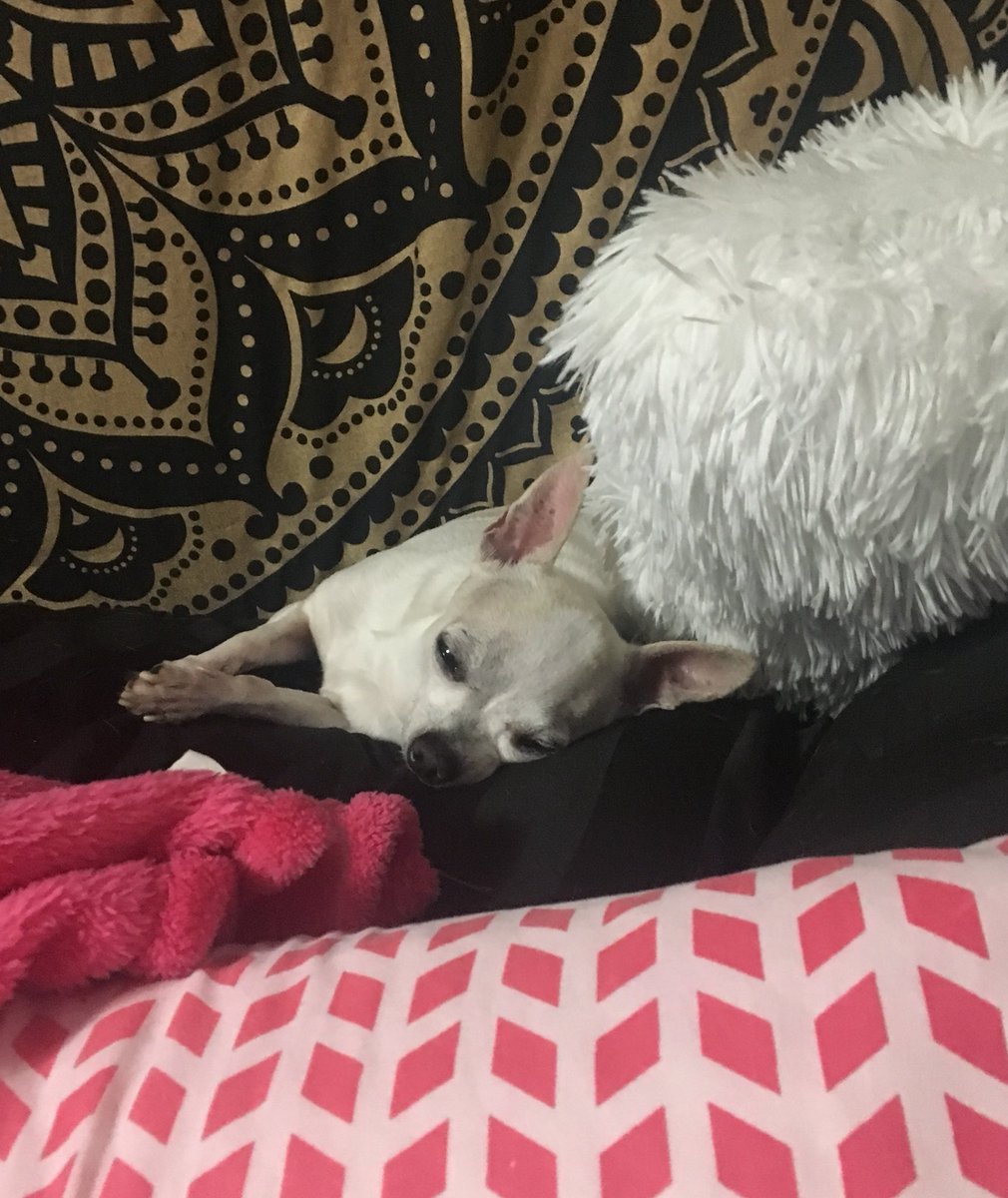 TheDogTilly's tweet photo. classes were ruff today, starting to wonder why I signed up to college😴🐶 https://t.co/SS3DIUugNQ