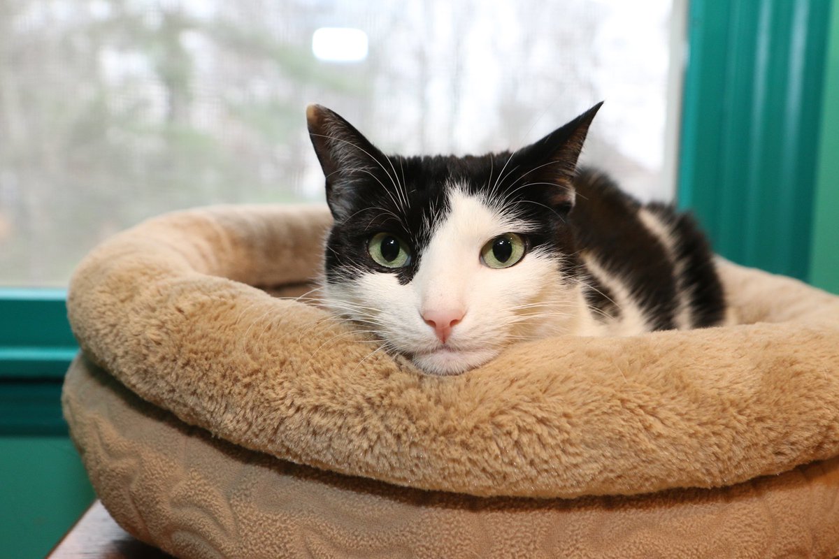 Mimicking Twitter: the place where your cat will be drawn Mimicking Twitter: the place where your cat will be drawn