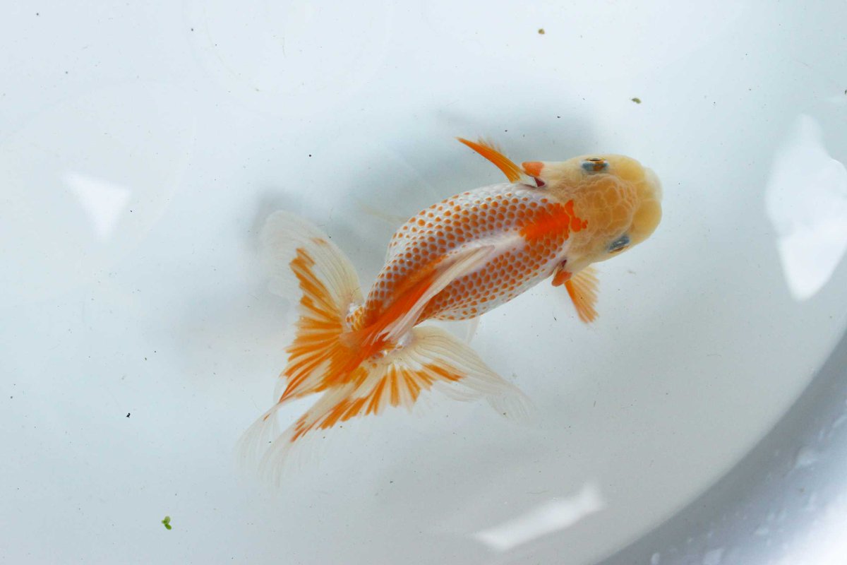 だんく 我が家の中寸です 10月8日の遊魚会の品評会では 本場四国 日本オランダ獅子頭愛好会 現会長 中嶋先生もご来場いただけるとのことです 関東でも 日本オランダを愉しむことが容易になりました ますます活気のある会にしていきたいです