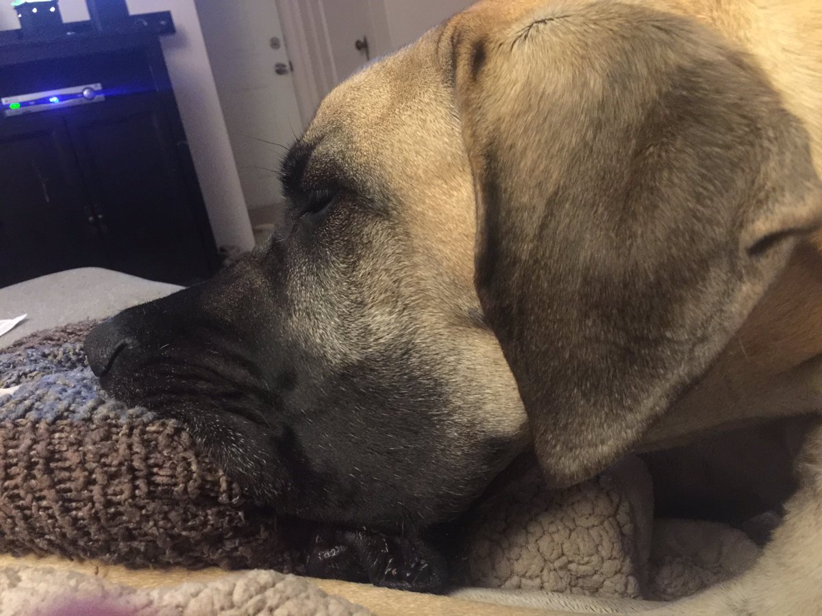 greatdaneaddict's tweet photo. #binkytime https://t.co/i2Utn3VwDs