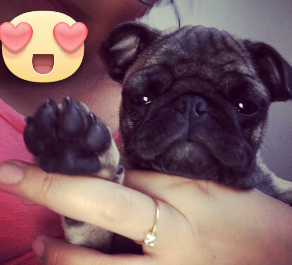 isa_sanchez22's tweet photo. Bb teddy 😍🐶 https://t.co/RXCcuNxzot