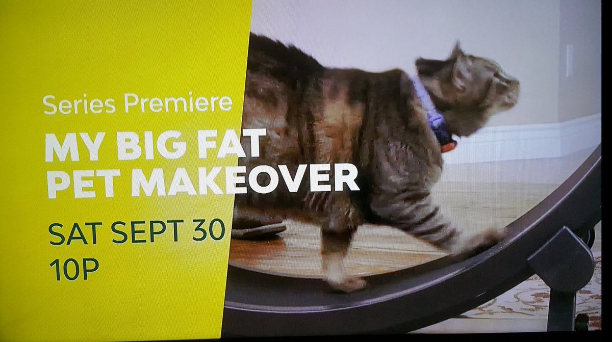 LiveTVFans's tweet photo. @AnimalPlanet maybe this should be live?! #FatCat #BigDog #WhenAreYouGoingToMakeoverMyGerbil #PetMakeover ππ https://t.co/vgS4aNypRo