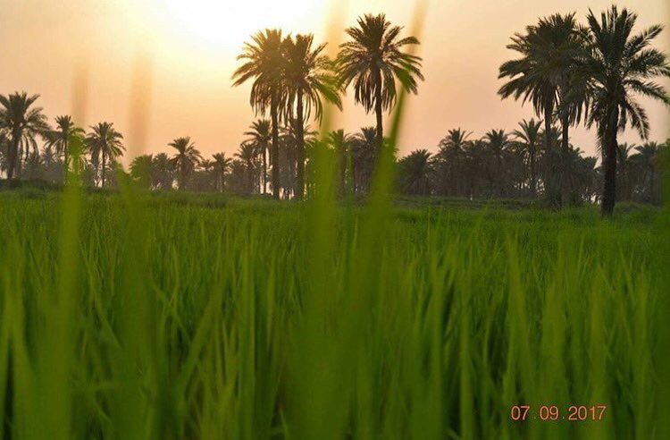 صور الزراعة الرز في المشخاب النجف 

 #MyIraq