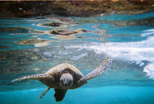 lonelyplanet's tweet photo. #LonelyPlanet picture editor Claire Richardson is just back from #Hawaii... https://t.co/CowIMsgMfT https://t.co/XNoDhED6Hd