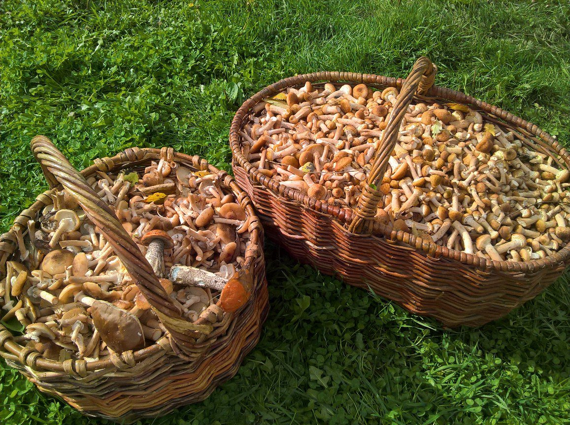 Гаврикова Ольга (@OlgaGavrikova) | Twitter