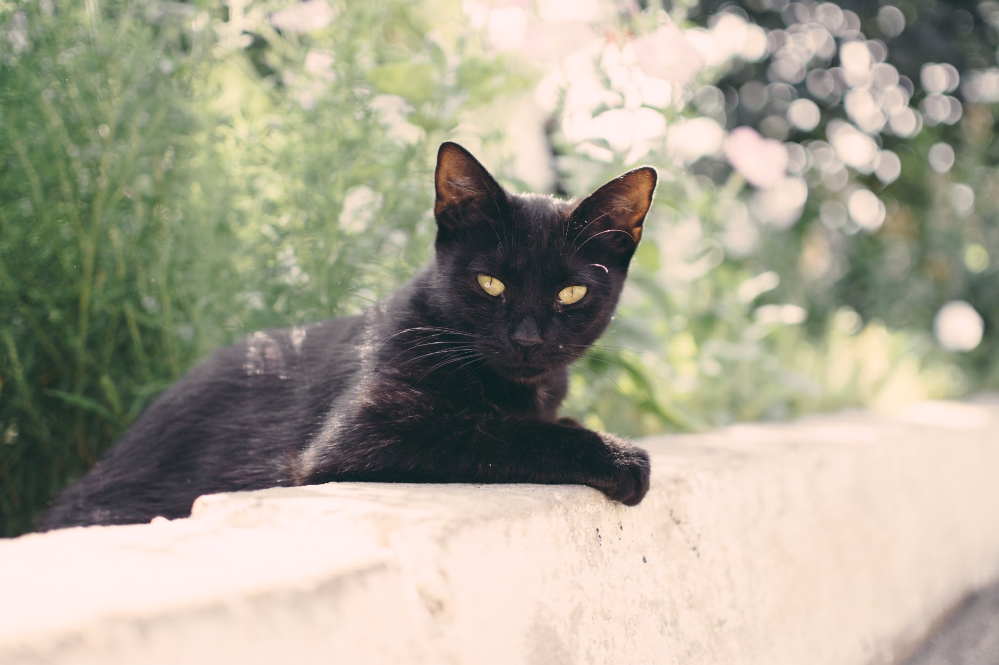 愛猫ミーコの死因について 猫に危険な植物 食物 Twitter