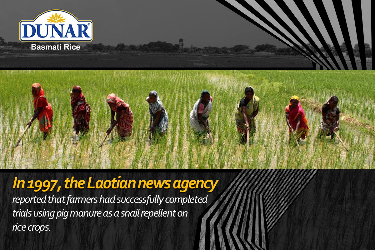 DunarFoodsLtd's tweet photo. Did you know?
#Dunarfoodsltd #SurenderGuptaDunar #Laos #market #TuesdayThoughts #agriculture #India #Farmers #GoGreen https://t.co/dFWkBPoJMr
