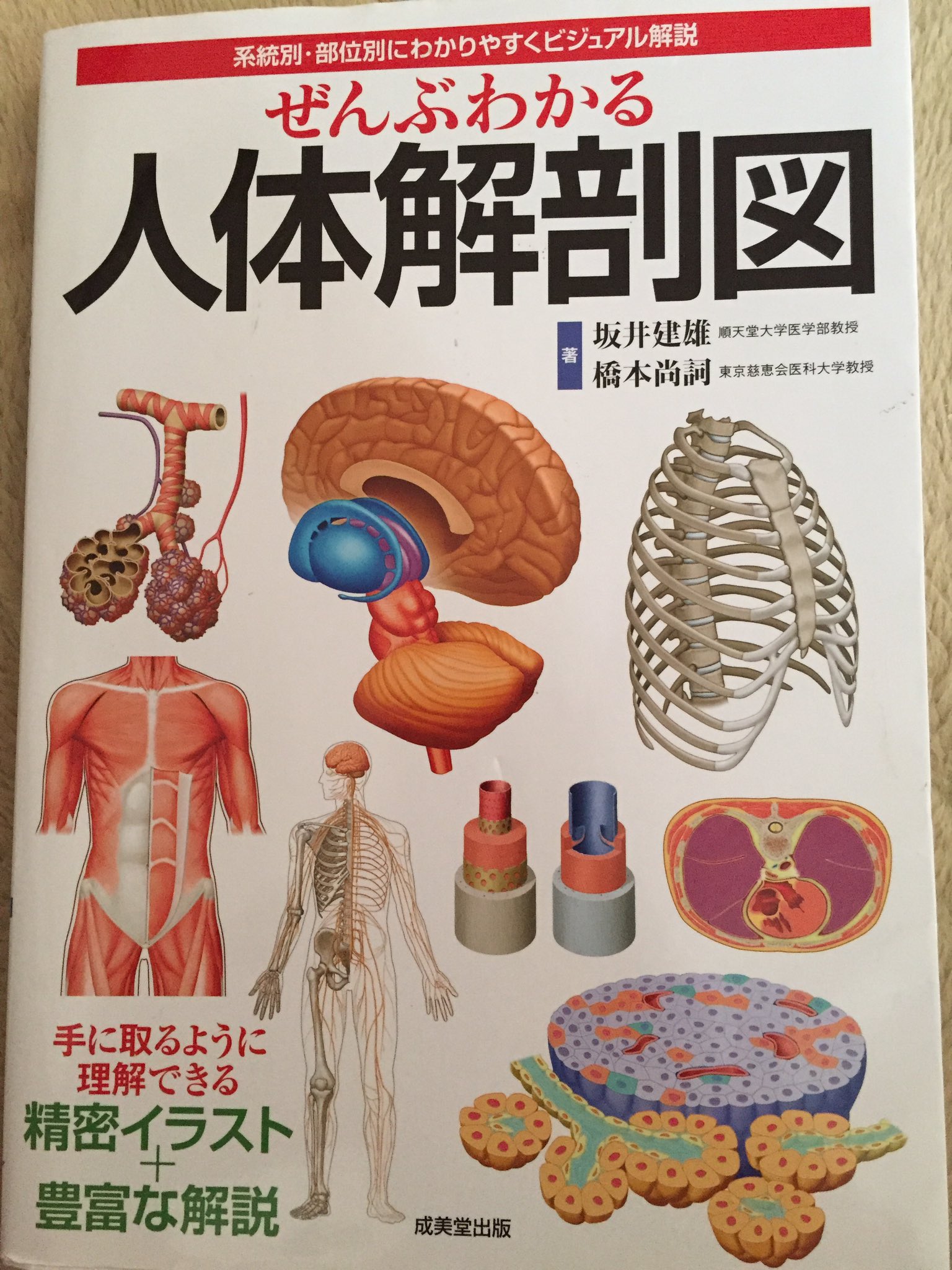 とんとん この間ねぇ 目を瞑ってたら 身体全体の内臓が白黒だけど全部視えたの っとカイロプラクターに言ったら で 臓器の 位置と名前分からなかったら 意味ないじゃん と振られた 悔しいので 苦手だけど コレを娘から借りた W