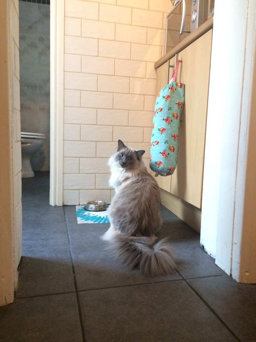 ejwalcottwilson's tweet photo. Best part of traveling to any  conference ever has already happened and it is this cat https://t.co/CN37zpBFag