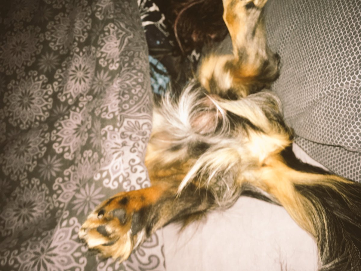 tobyminisausage's tweet photo. *MISSING* last seen yesterday morning, if seen please contact me https://t.co/v8AQZ7ggmv