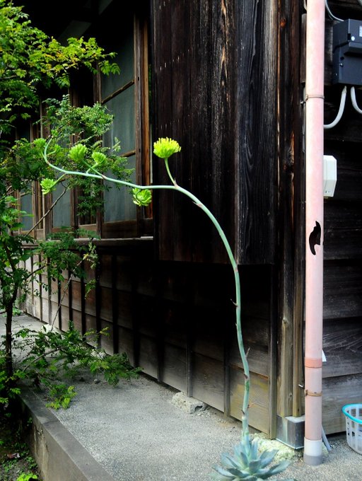 アガベ雷神の花の幸せを呼ぶ効果とは 風間印房さん Rinrin S Happy Blog