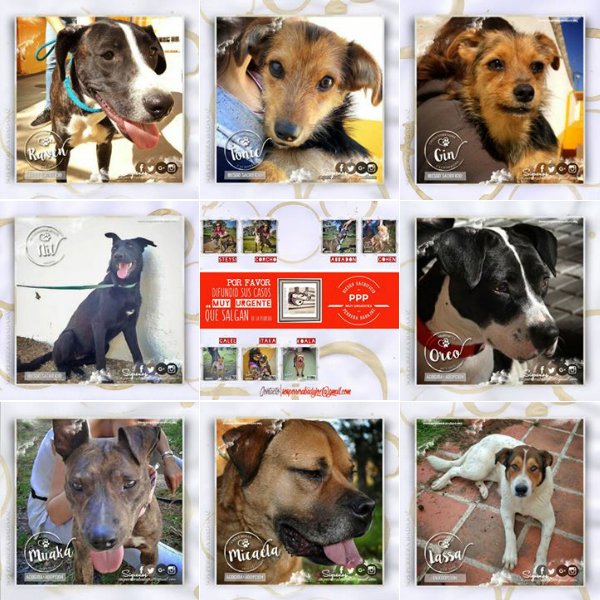SOS Perros Badajoz tweet media