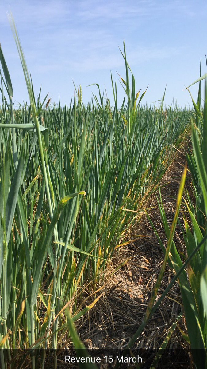 Checking out the early sown trial today. Revenue sown 15 Feb &amp; 15 March looking like we could get away with sowing at the start of March