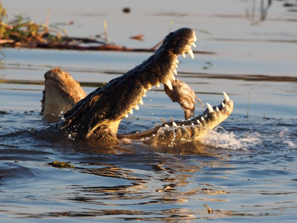 If you have a few days spare, seize the chance and explore #Botswana on a #selfdrive #safari!