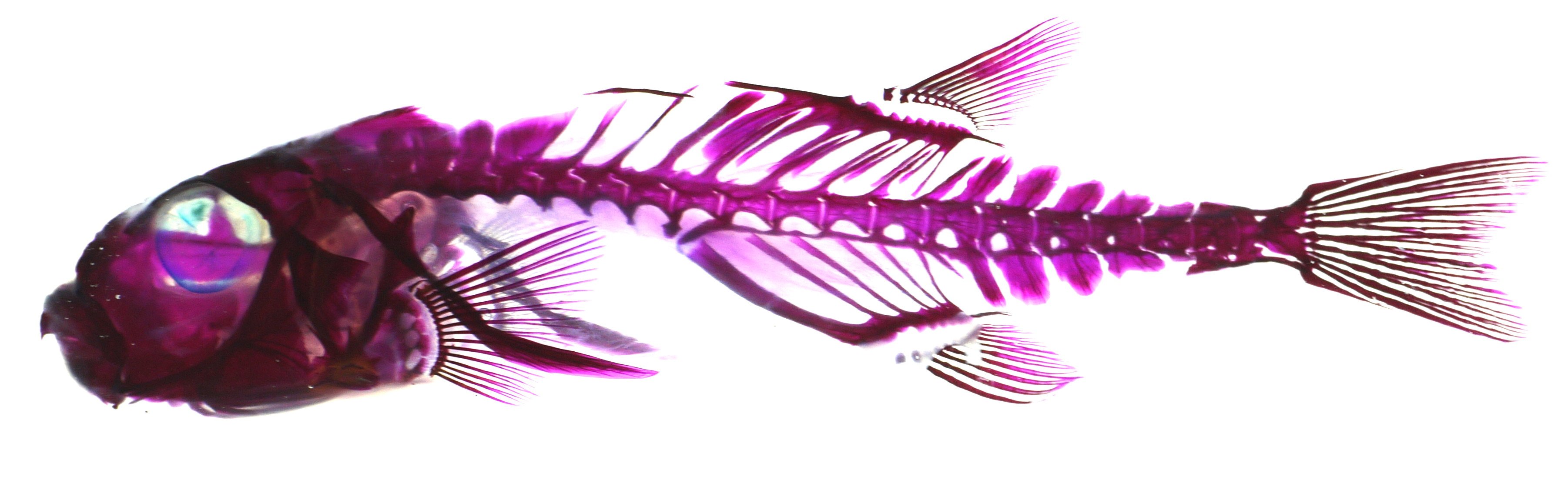透明骨格標本のエーアンドゼット クサフグ Takifugu Niphobles の透明骨格標本 猛毒と体を膨らませて威嚇することで有名なフグですが それ以外に他の魚と違う特徴として まぶた があります 油瞼 残念ながら 透明化処理してしまうとわから