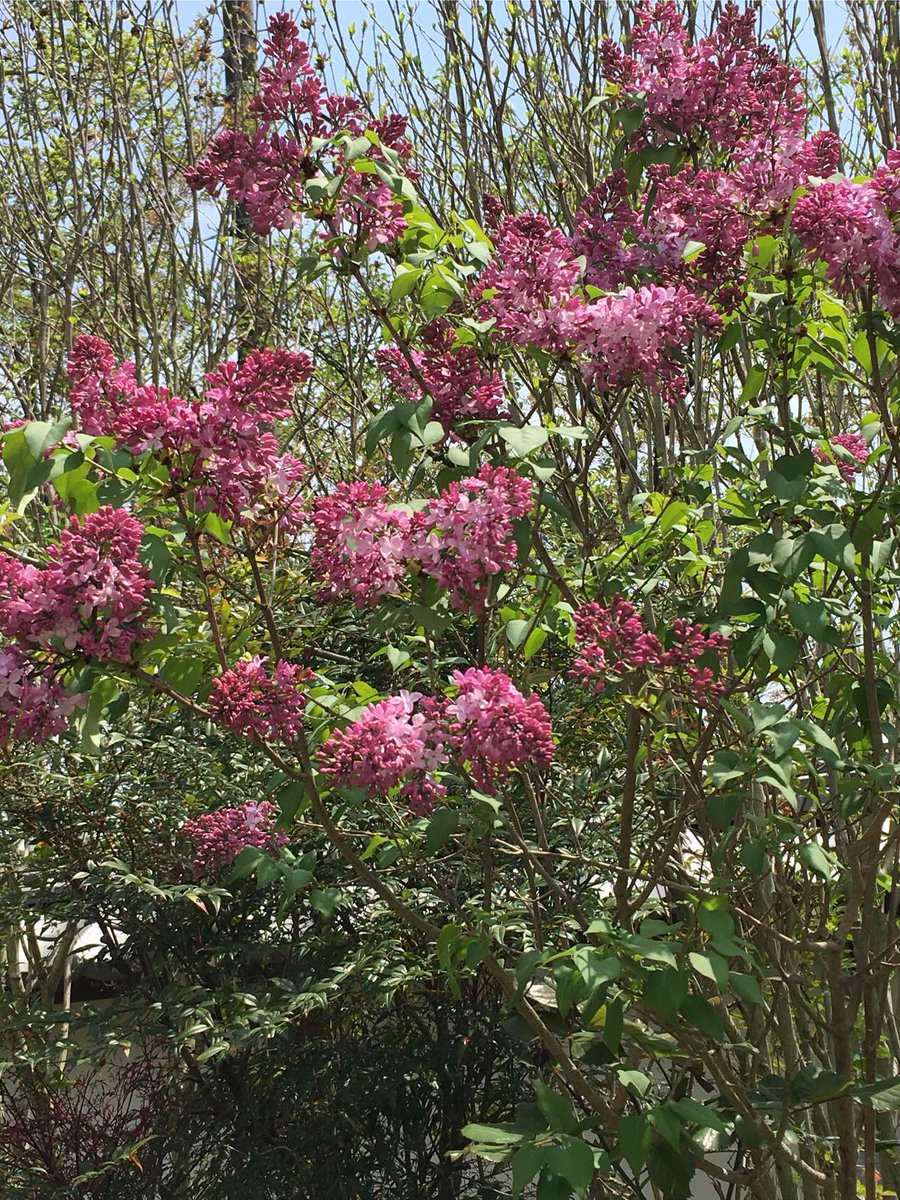 Uzivatel Pka Na Twitteru ムラサキハシドイ Syringa Vulgaris モクセイ科ハシドイ属の落葉低木 葉は三角形 ハート形で長さ5 10cm 全縁で対生 ヨーロッパ原産で主に寒冷地で庭木や公園樹にされる 英名ライラック 仏 名リラ 日本に自生するハシドイは白花で深山
