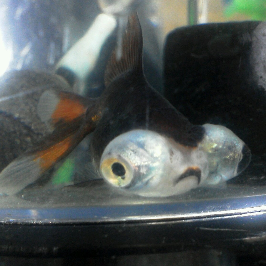 どんぶり金魚 ボトルアクア推進月間 金魚 ピンポンパール ブロードテール琉金 今日の〆 こっちだったかな 人差し指の写りがいい どんぶり金魚 信楽焼 横浜 よこいち