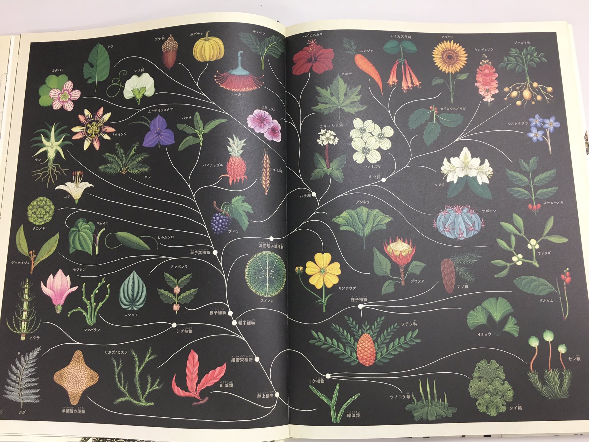 ボタニカム ようこそ、植物の博物館へ