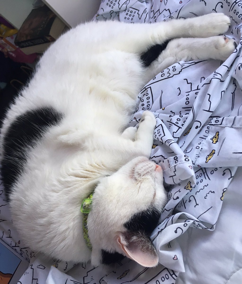 realSpookyStarr's tweet photo. She's living the lazy dream #cat #catlife #lazycat #TuesdaySelfie #catsoftwitter #baby #domino https://t.co/X8HWxidlzl
