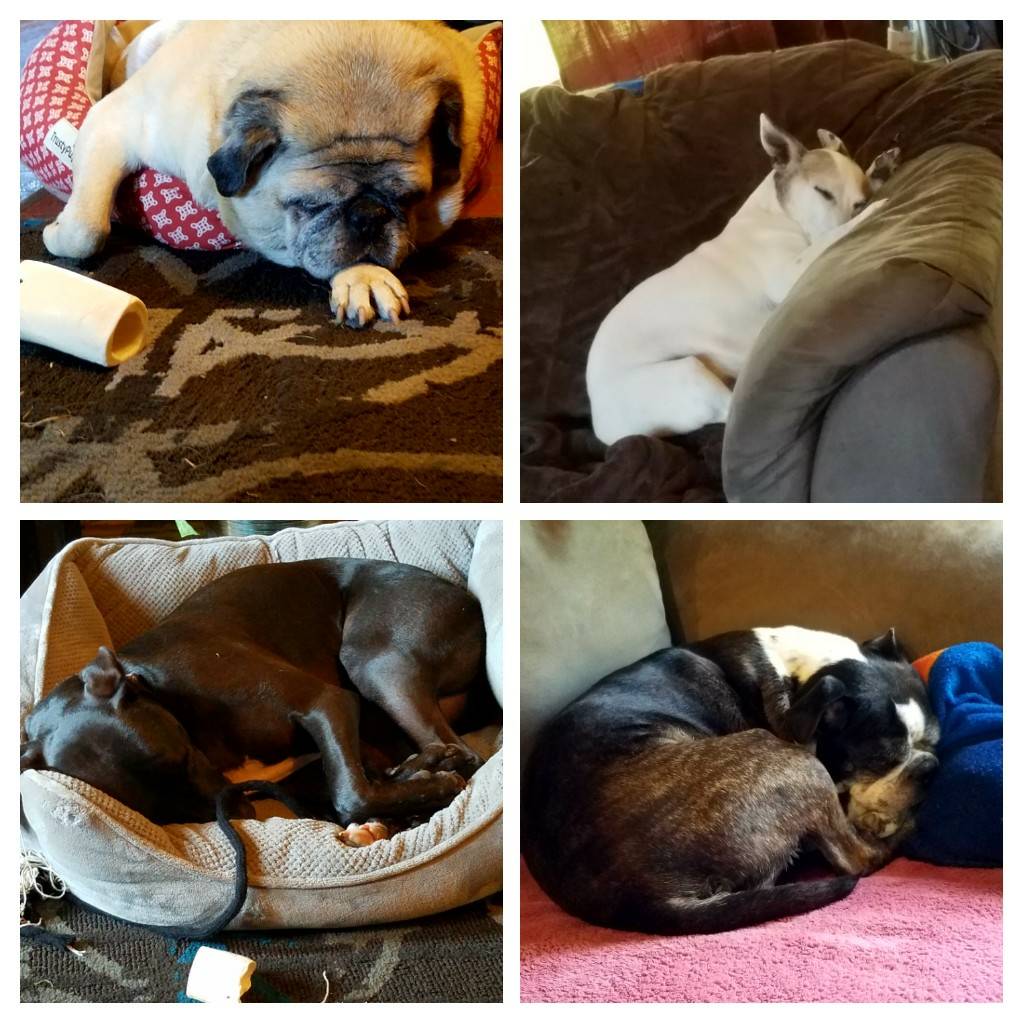 TasticFur's tweet photo. Monday Night #Football was exhausting. Get ur #pup ready for the game with a $25 #jersey! Furtasticbaskets@gmail.com for details. #nfl #fan https://t.co/EeR2smuHn4