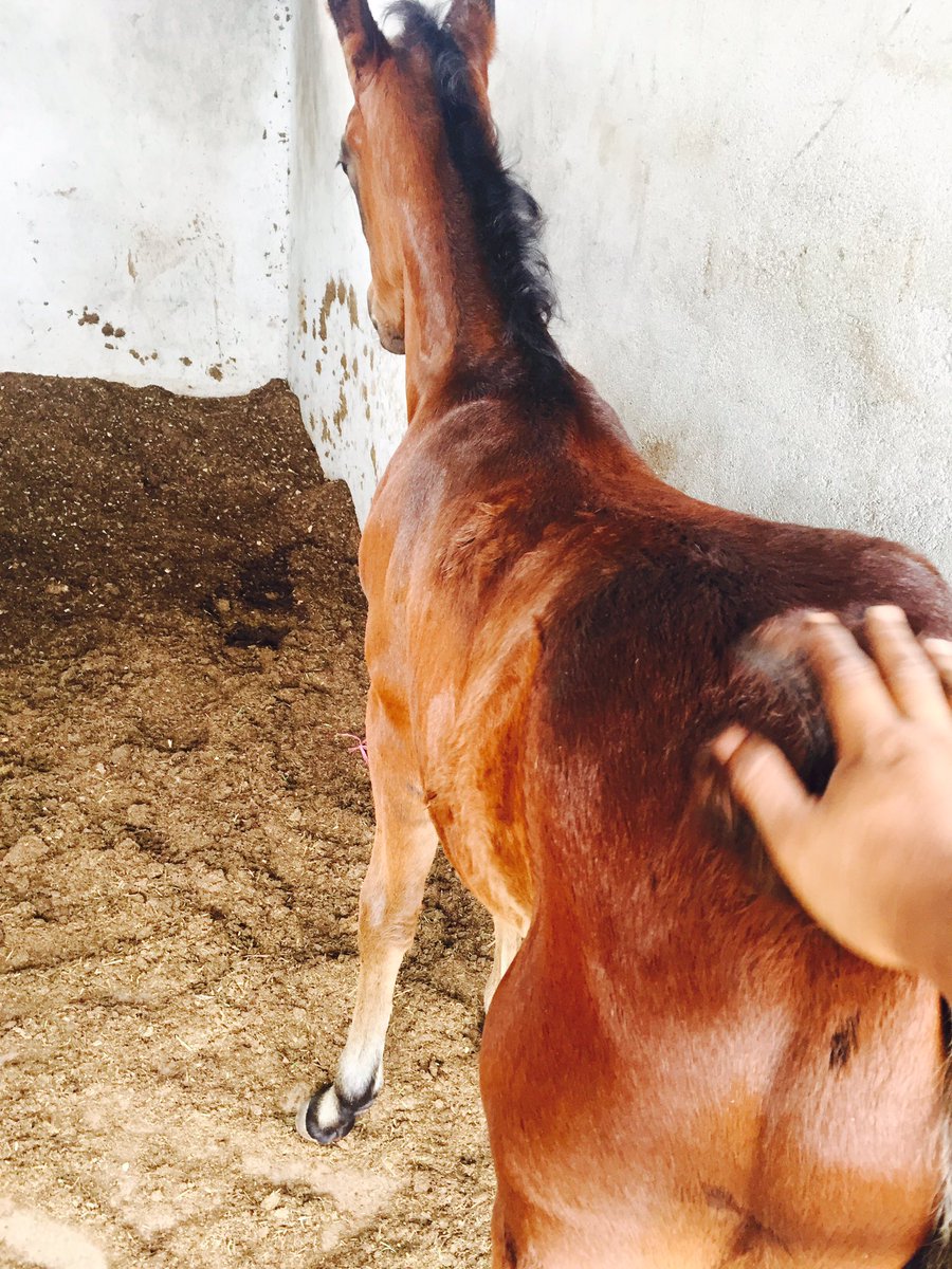 sayedaof's tweet photo. New baby Bella https://t.co/fZSAOnhnTR