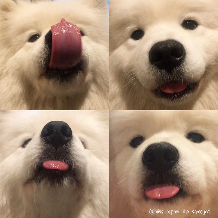 Poppet the samoyed tweet media