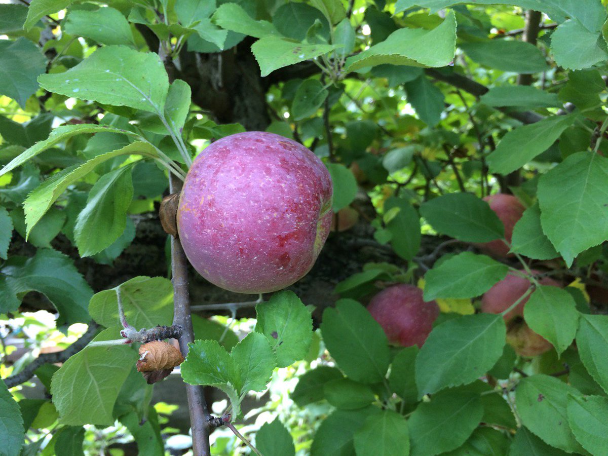 MidwestApple's tweet photo. Holiday-Ohio State-short lived Honeycrisp texture-tart, low yield efficiency, v. good in season, has following #varietychallenge @MAIA https://t.co/bQV9loz4Ge