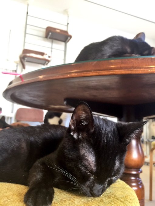保護猫カフェ 花の木シェルター で猫ちゃんとたわむれて 庄内通 西区 おいでよ名古屋の食べ歩きログ