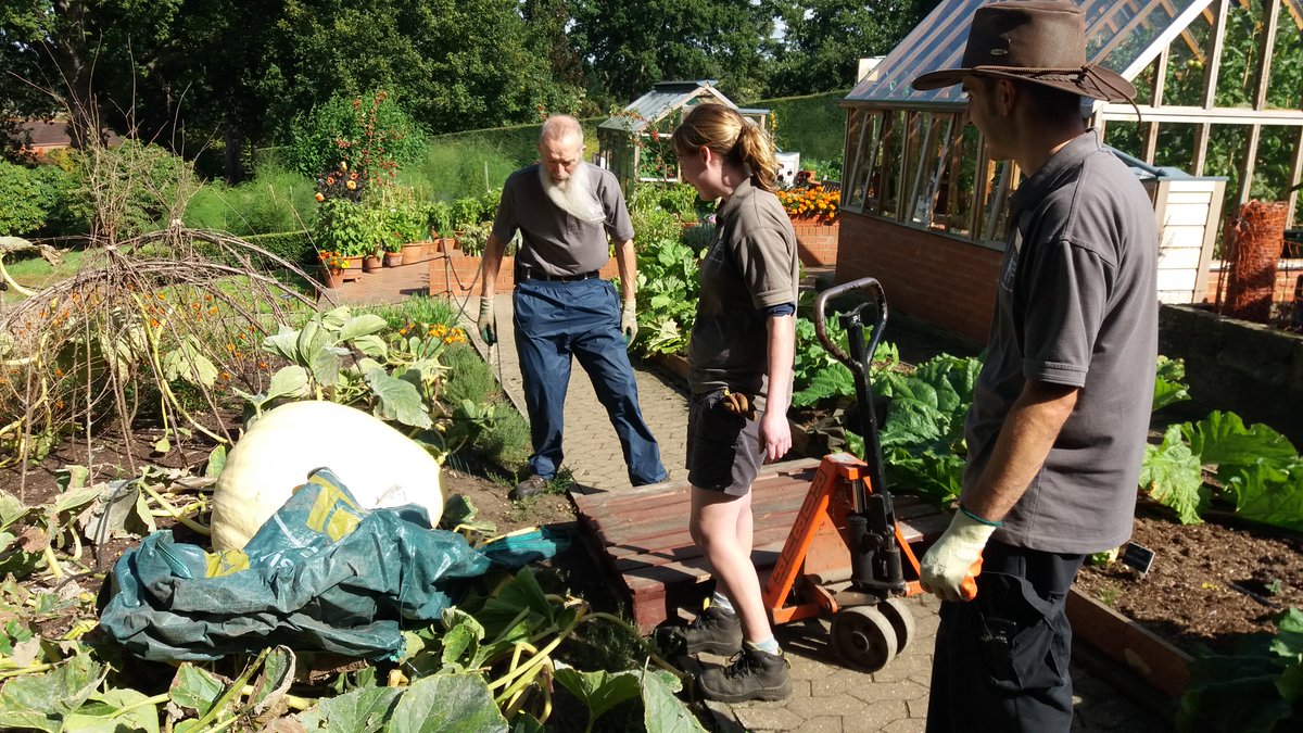 The_RHS's tweet image. Now's the time to harvest pumpkins and squashes, just like we have with these monsters at @RHSWisley! rhs.org.uk/advice/profile… 🎃