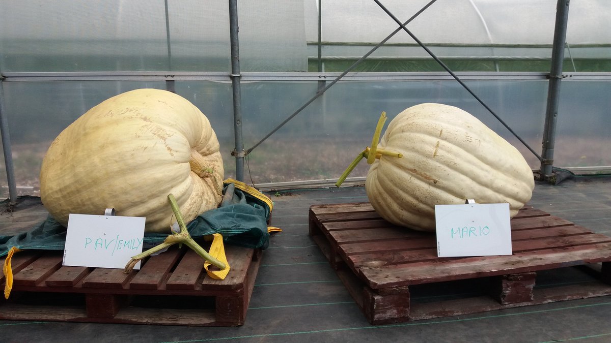 The_RHS's tweet image. Now's the time to harvest pumpkins and squashes, just like we have with these monsters at @RHSWisley! rhs.org.uk/advice/profile… 🎃
