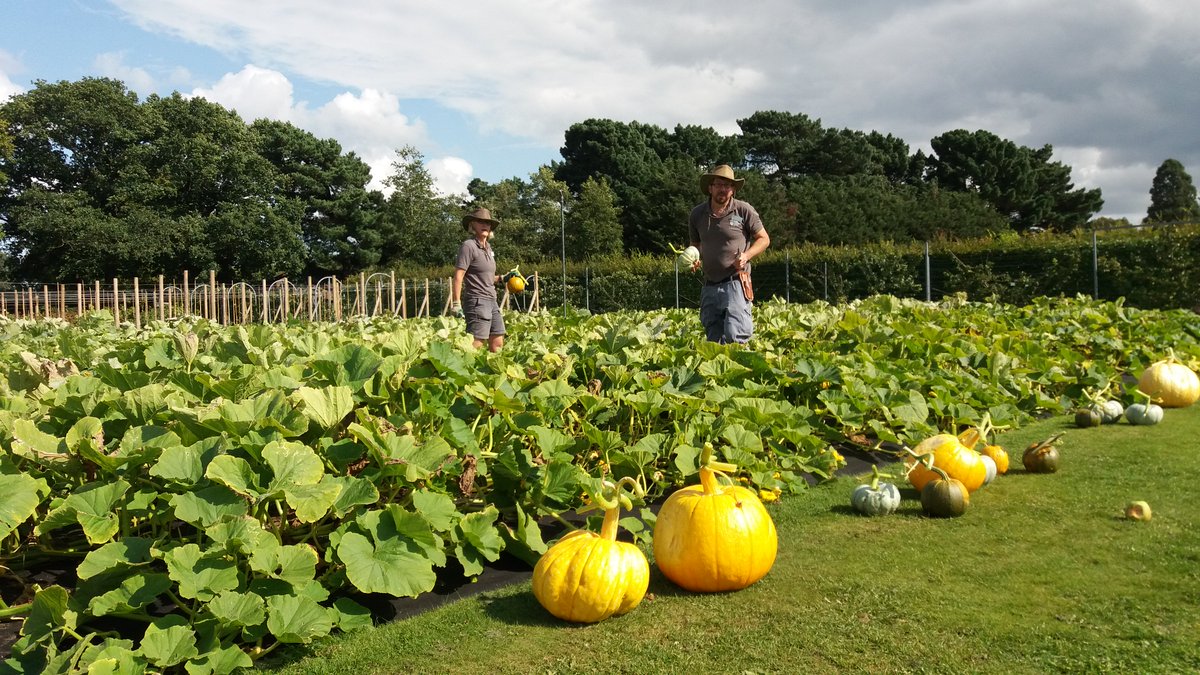 The_RHS's tweet image. Now's the time to harvest pumpkins and squashes, just like we have with these monsters at @RHSWisley! rhs.org.uk/advice/profile… 🎃