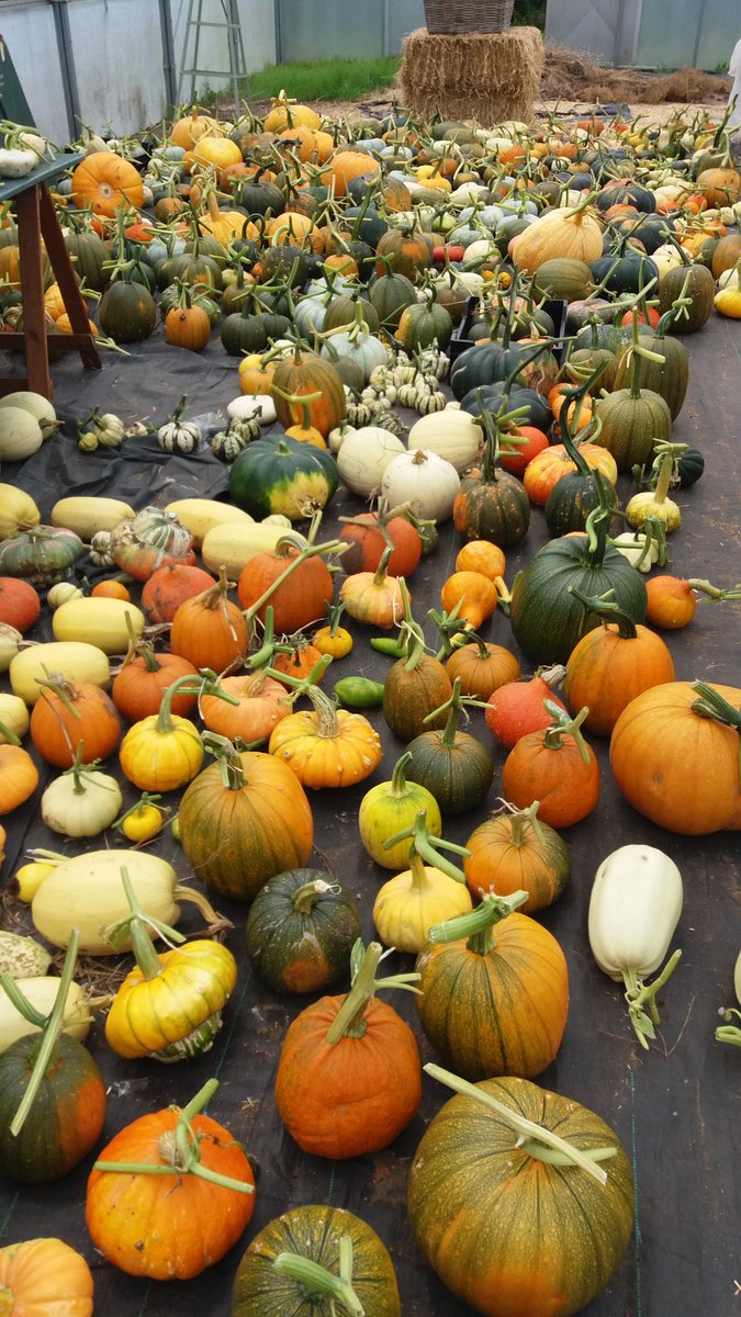 The_RHS's tweet image. Now's the time to harvest pumpkins and squashes, just like we have with these monsters at @RHSWisley! rhs.org.uk/advice/profile… 🎃
