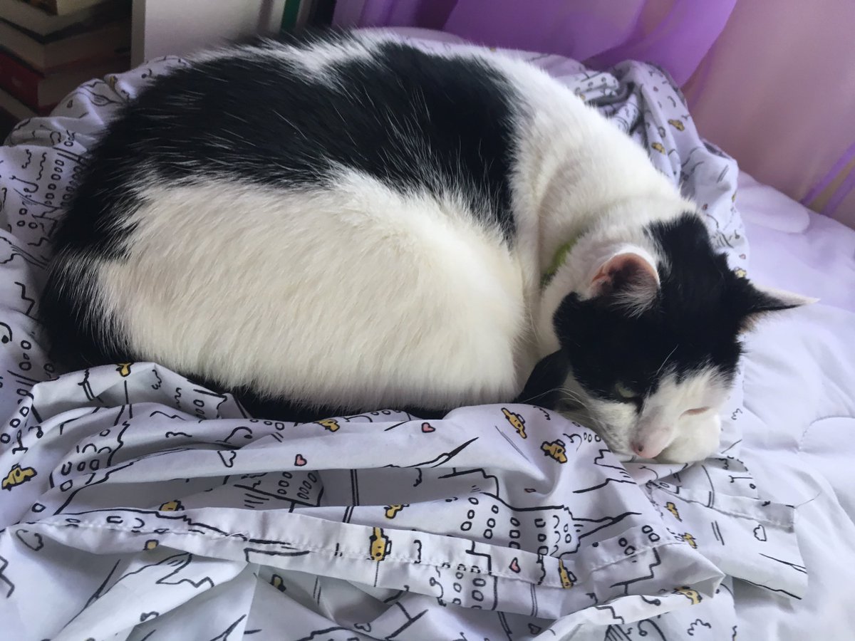 realSpookyStarr's tweet photo. She can't get any cuter! #cat #catsoftwitter #tuesdaymotivation #catlife https://t.co/2SpW96k8F6