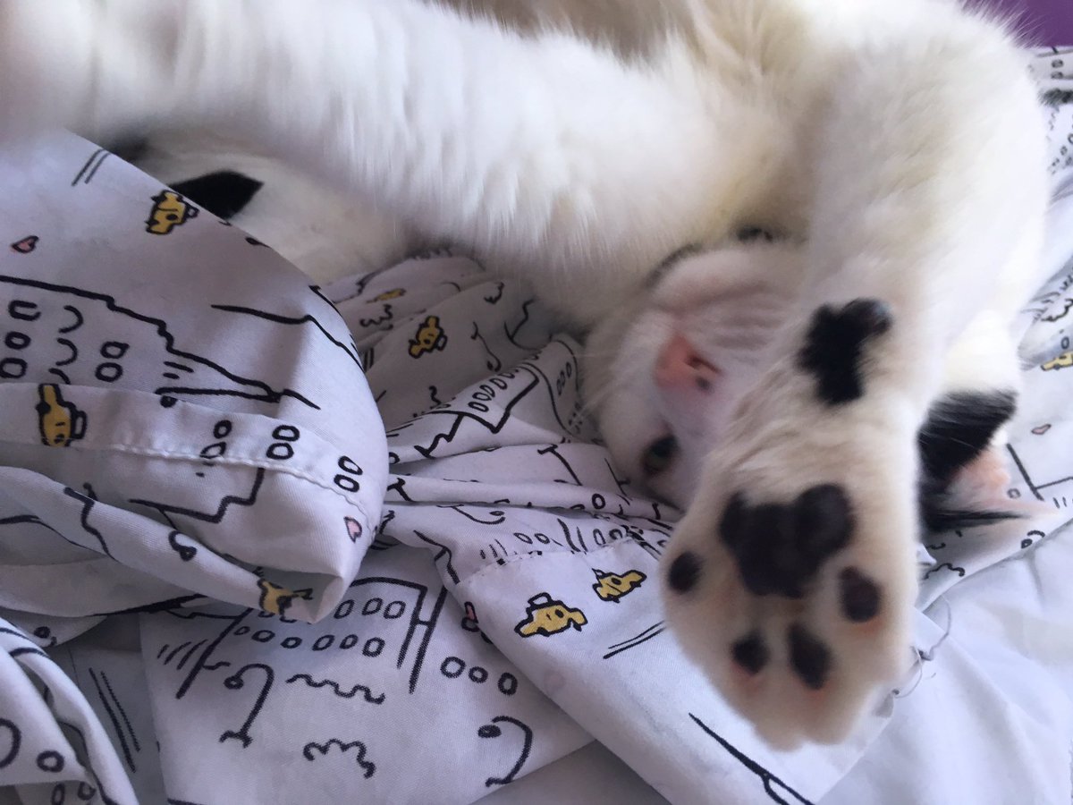 realSpookyStarr's tweet photo. She can't get any cuter! #cat #catsoftwitter #tuesdaymotivation #catlife https://t.co/2SpW96k8F6