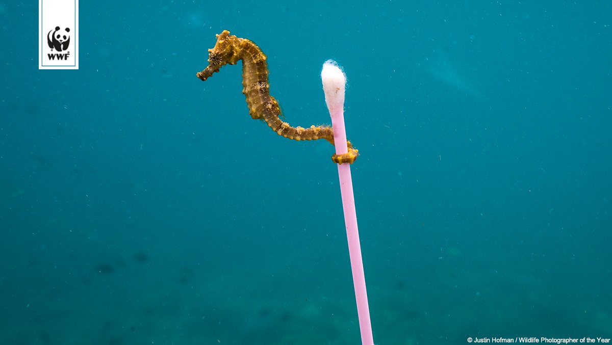WWF_Deutschland's tweet photo. Traurig: Seepferdchen klammert sich an Plastikmüll! 😢 #noplastic https://t.co/5xPH7HAo4a https://t.co/ZWA2Mfs2BD