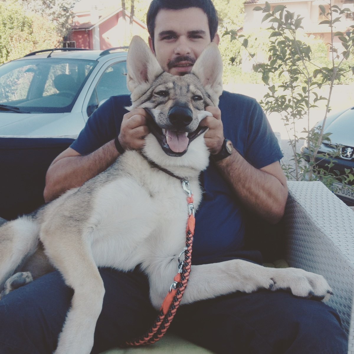Nepente7's tweet photo. #lupo #Attila #canelupocecoslovacco https://t.co/ABC0duJ9Cu