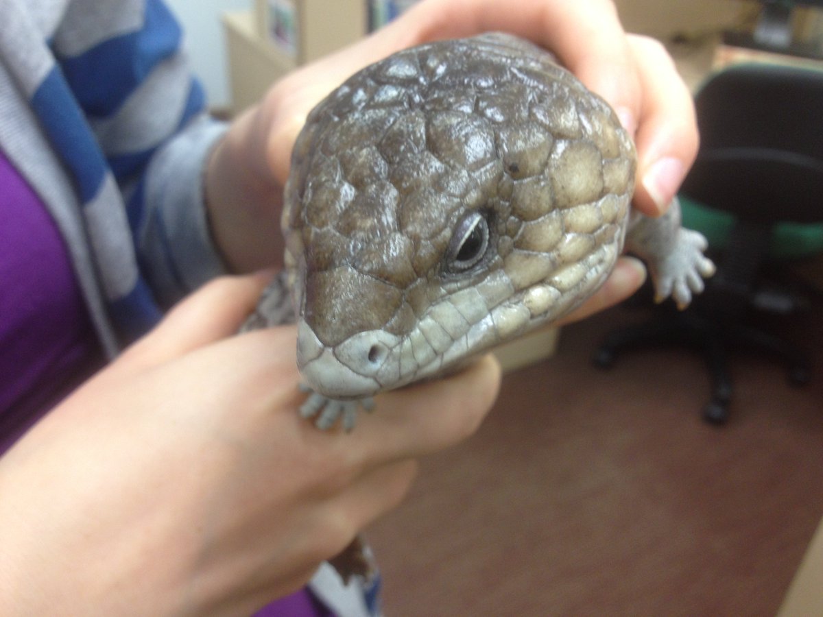 Acanthoplus's tweet photo. Titch is an inappropriately named bobtail #fatshaming #herpsci https://t.co/6nR2ic8oGD