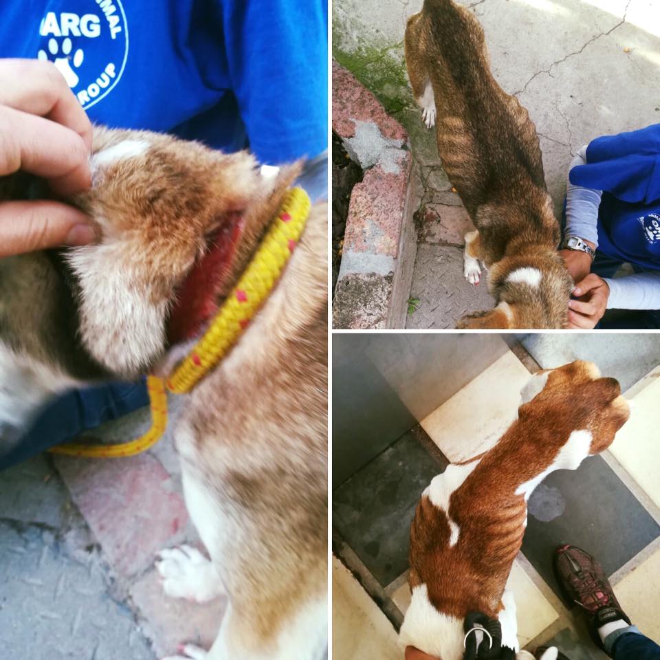 dargdays's tweet image. VET BILLS! 
Please donate. Every bit helps.
#dargdays #adoptdontshop #supportyourshelter #charitytuesday