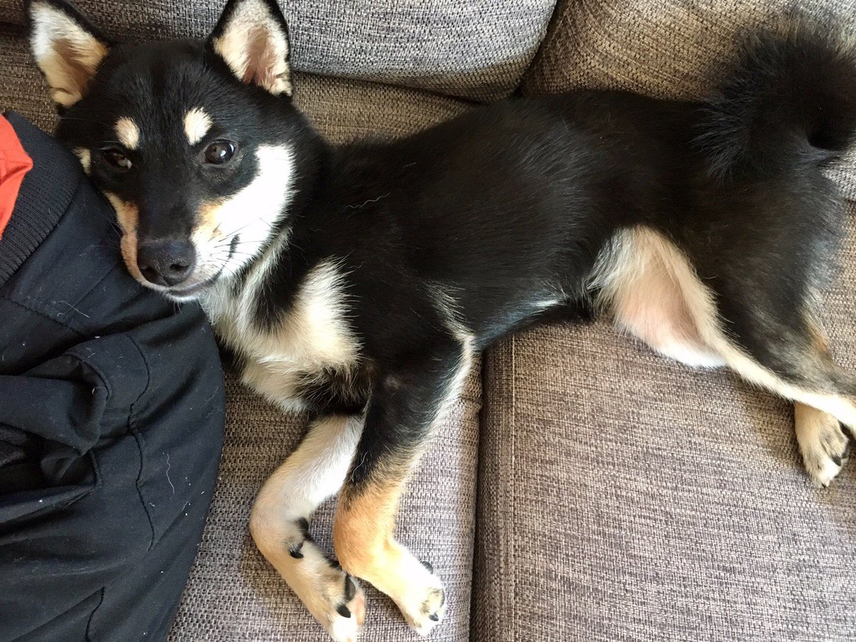 黒柴 モリー No Twitter 甘えん坊 豆柴 柴犬 黒柴 モリー 相互フォロー Sougofollow 黒柴 モリー No Twitter 甘えん坊 豆柴 柴犬 黒柴 モリー 相互フォロー Sougofollow