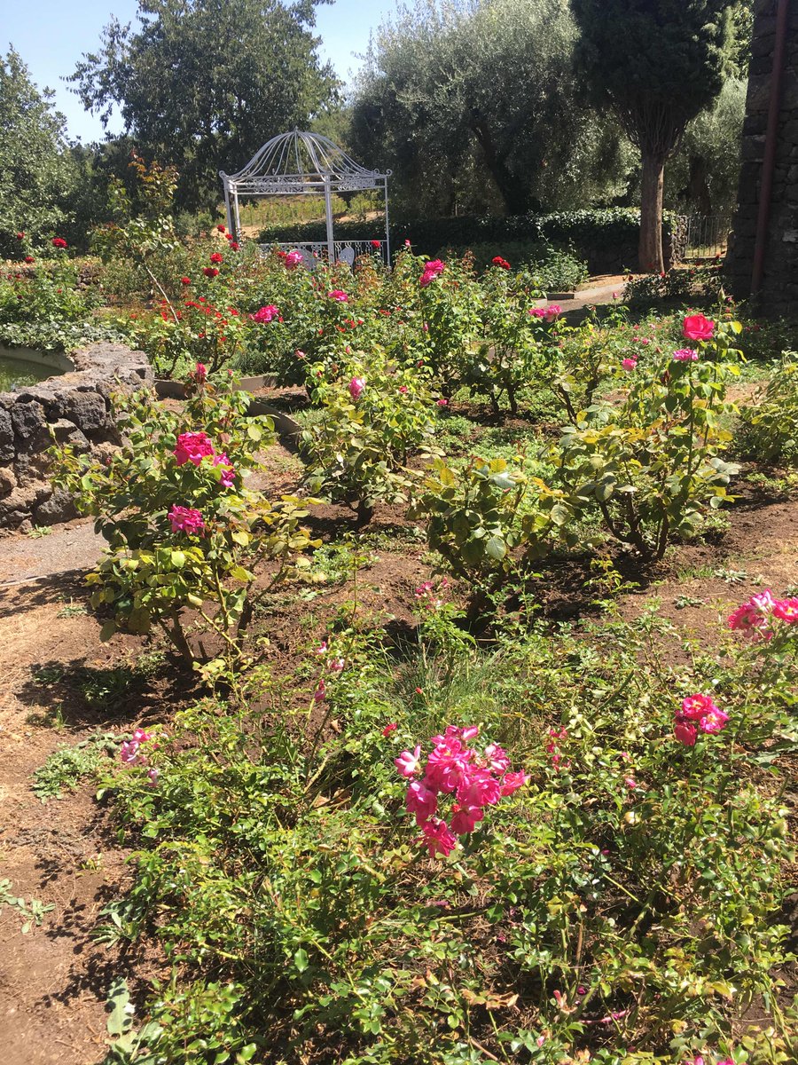 Flowers #etna #terrazzedelletna #flower #roses #rose #garden #giardino #love #summer #summer2017