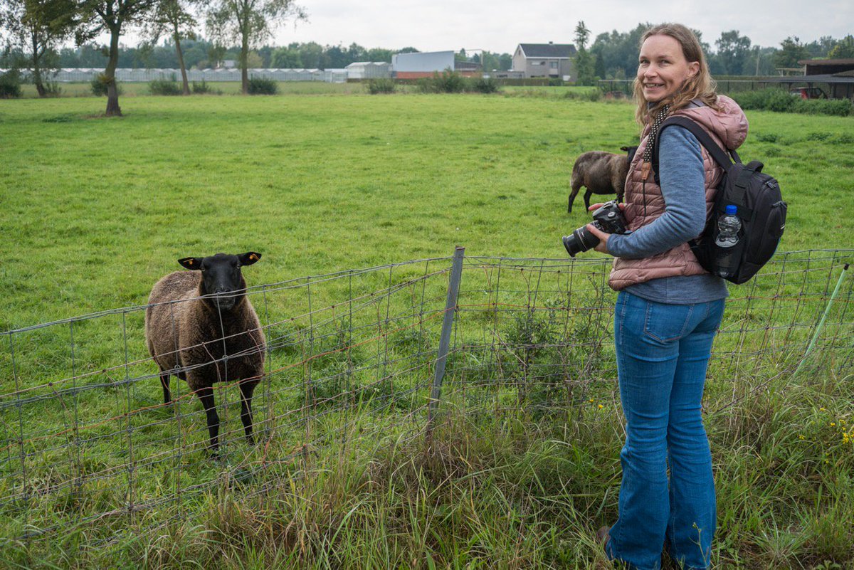 DirkBruyns's tweet photo. #rumst #fuji #xe1 #27mm #schaap #sheep https://t.co/XpZDWyOdpY