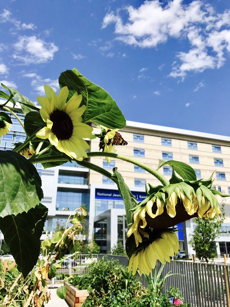 StJoeSurgery's tweet photo. Residents took a rare break to visit the pollinators in the community garden on campus. https://t.co/igMlO00Bv8