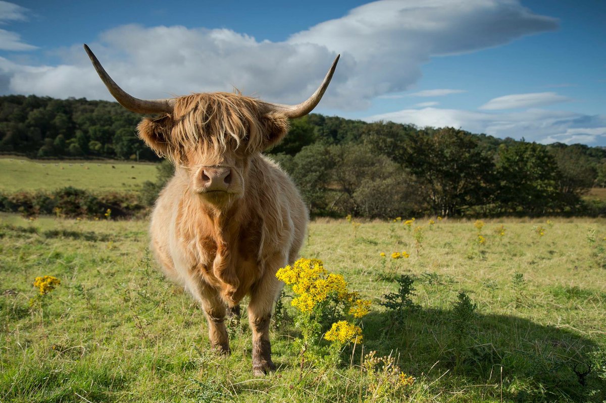 GraemeBoath1's tweet photo. Highland cattle taken on the Isle of Mull #mull #highland #highlandcow #isleofmull https://t.co/ukYM2uFcsY