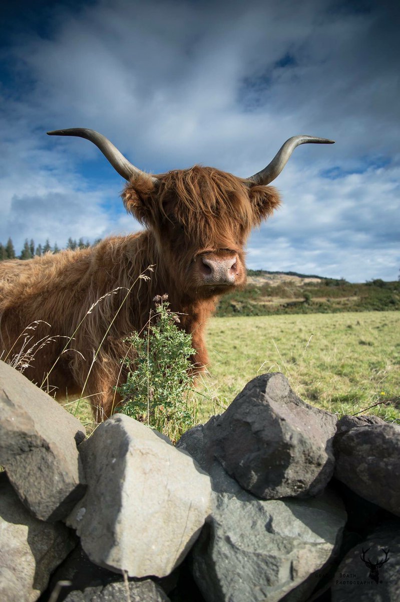 GraemeBoath1's tweet photo. Highland cattle taken on the Isle of Mull #mull #highland #highlandcow #isleofmull https://t.co/ukYM2uFcsY