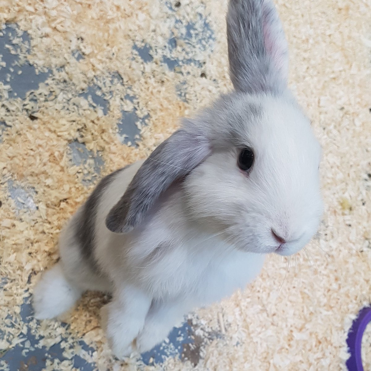 Come and see our bunnies here @WythallAnimalsRescue we have all colours and sizes, from younge too older. #charitytuesday #adopt #RESCUE