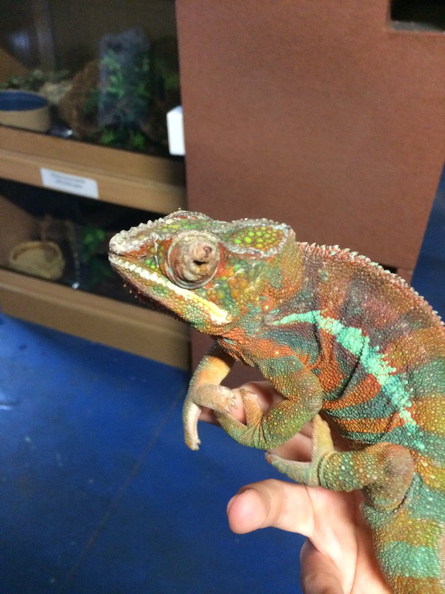 vet for chameleon near me