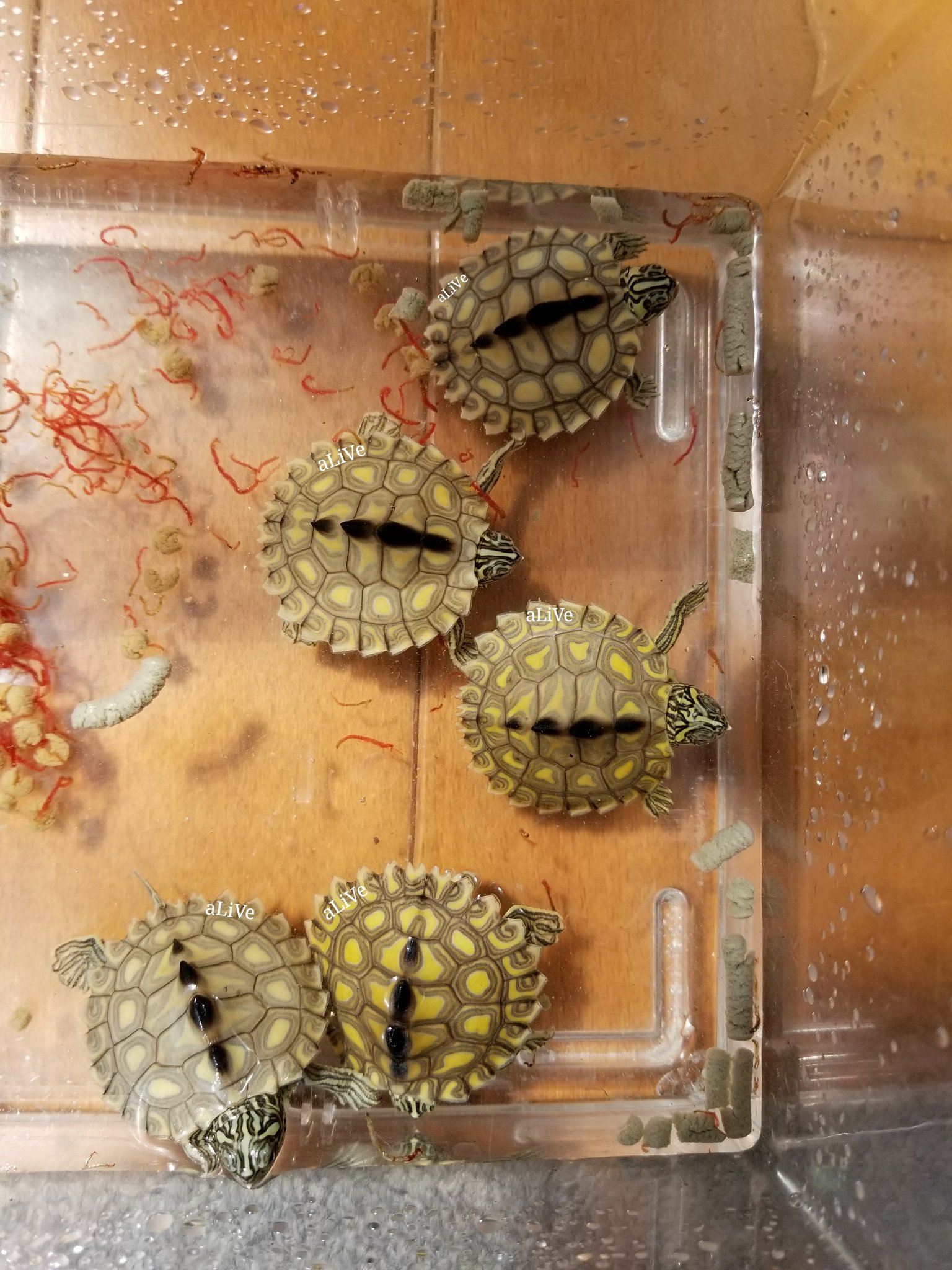 爬虫類ショップ アライブ Alive 今日は良い天気だったので孵化したキマダラチズガメ 達を日光浴 まだ可愛い卵歯が残っていますね 順調に食べ初めてきたので ひとまずホッとしています 今回の子はかなり美しくなりそうな予感 良いチズガメです